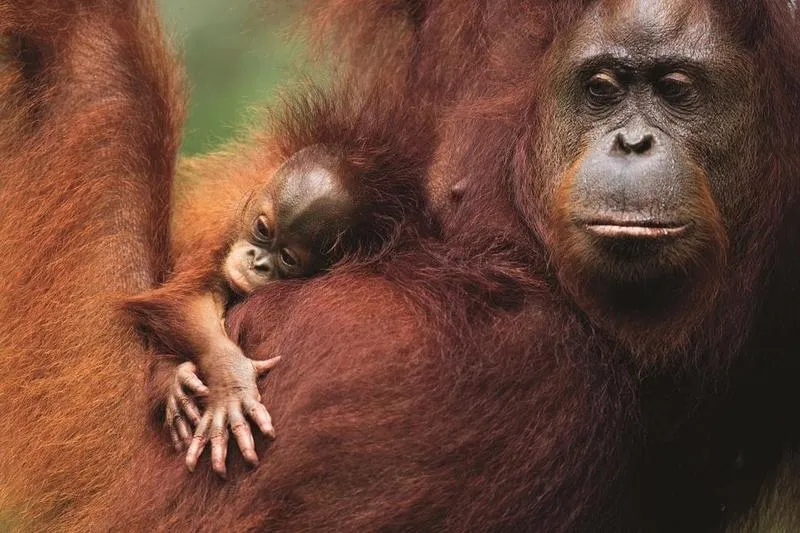 Najlepszy czas na podróż Borneo