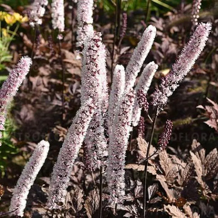 Panorama i atrakcje z wieży Czerniec