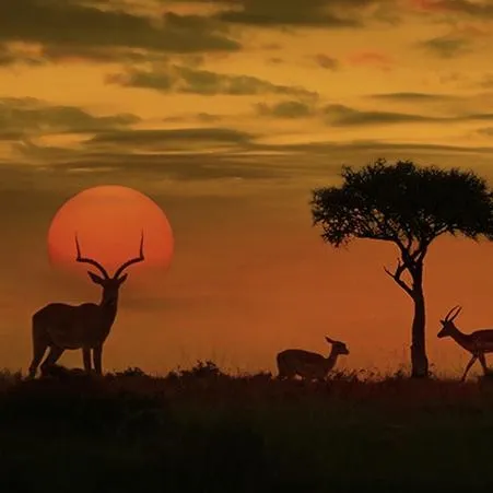 Safari w Kenii